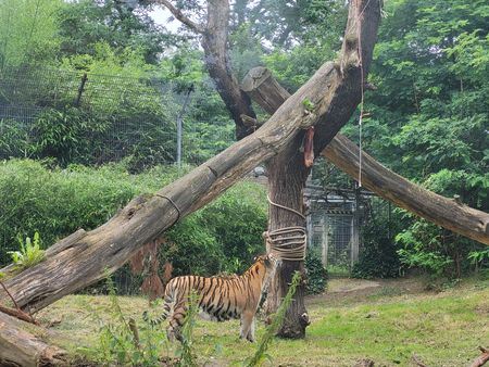 Tiger Dascha begutachtet die neuen Seile.